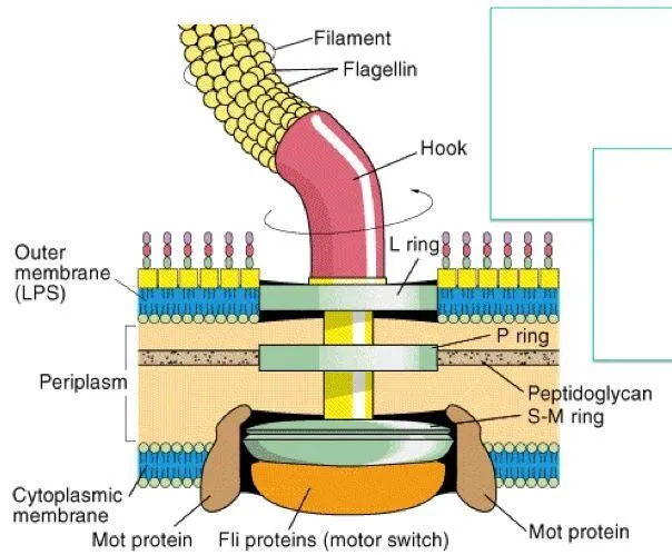 Structure of Bacterial Flagellum